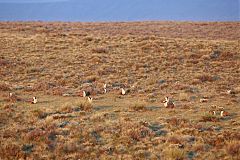 Greater Sage-Grouse